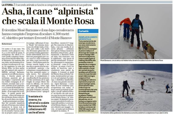 Asha, il cane "alpinista" che scala il Monte Rosa